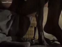 Dog and man hardcore sex video